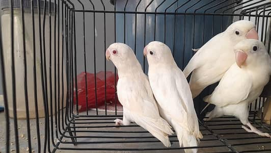 love birds
