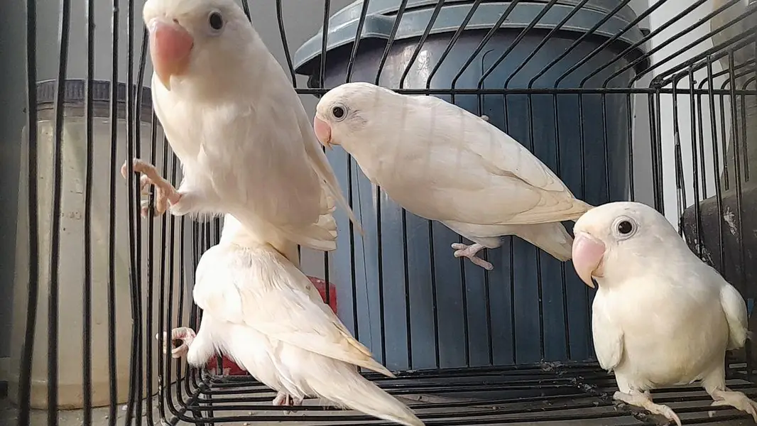 love birds — photo 3