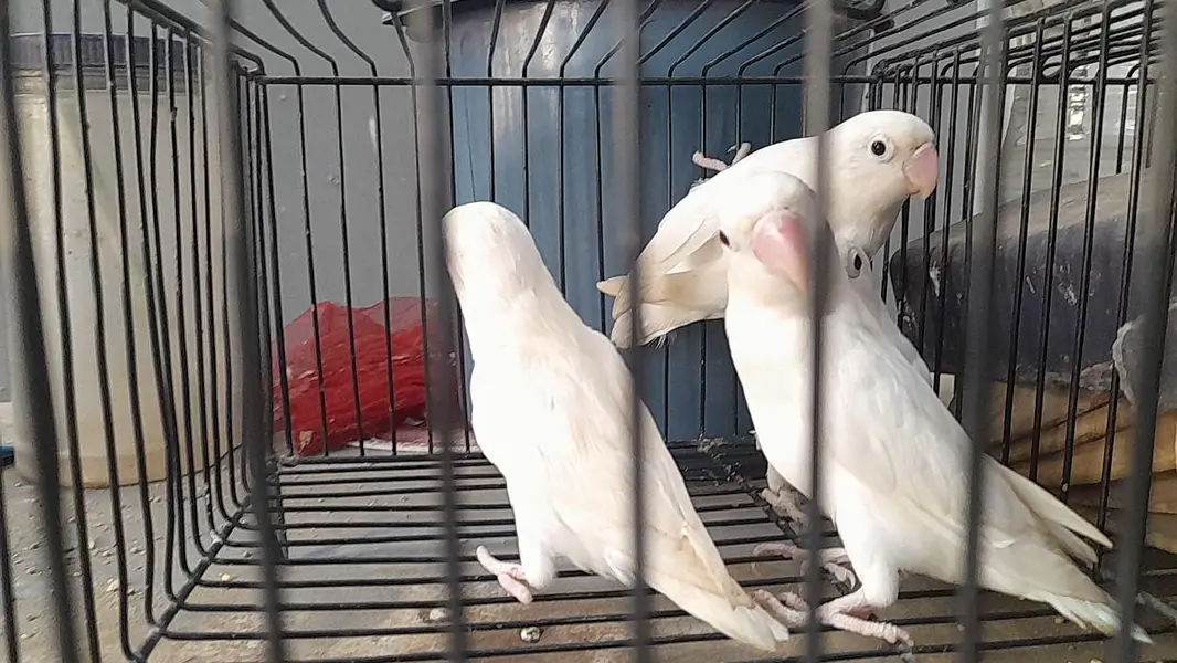 love birds — photo 4