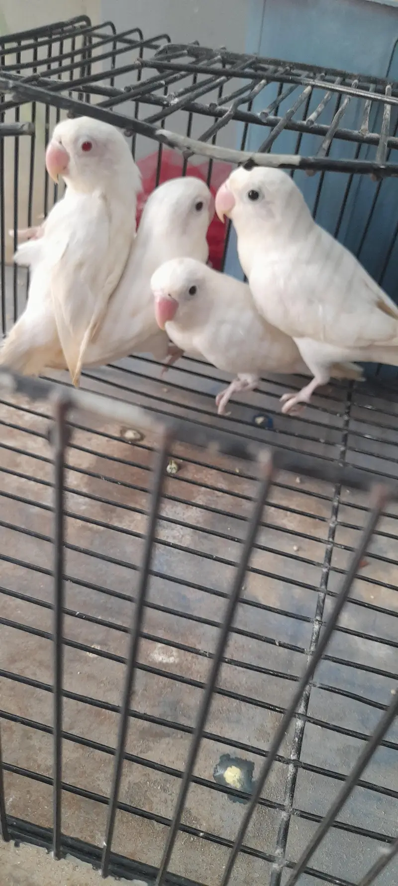 love birds — photo 5