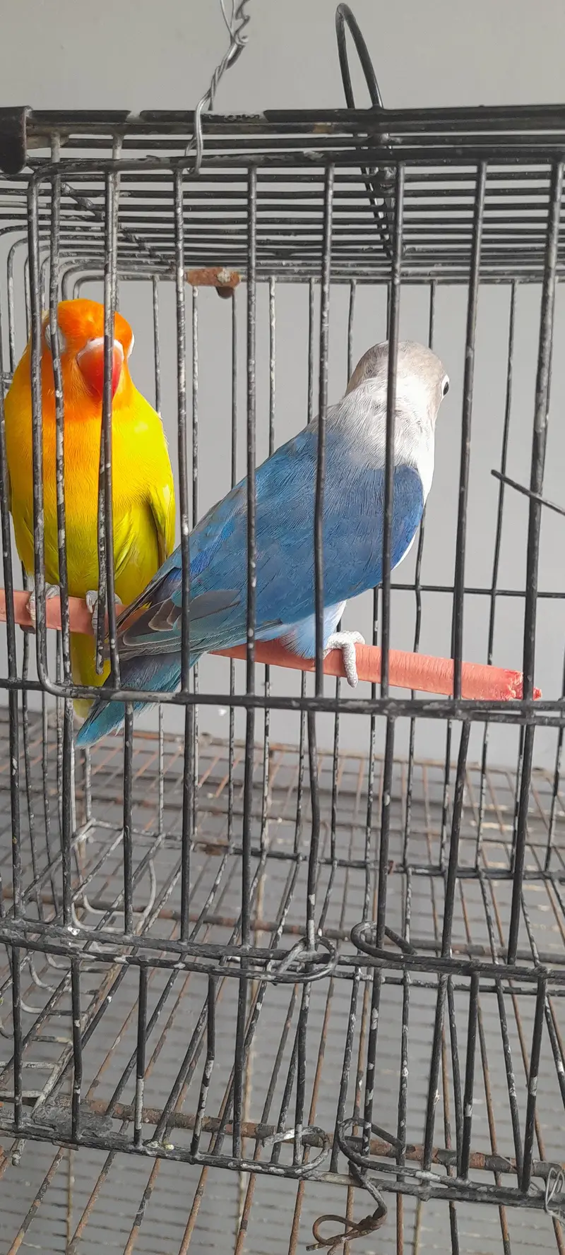 love birds — photo 6