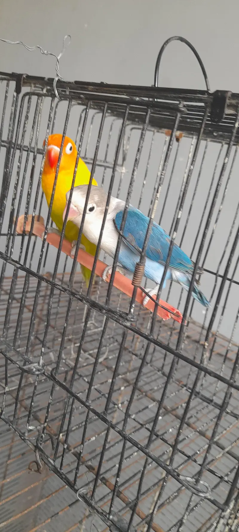 love birds — photo 7