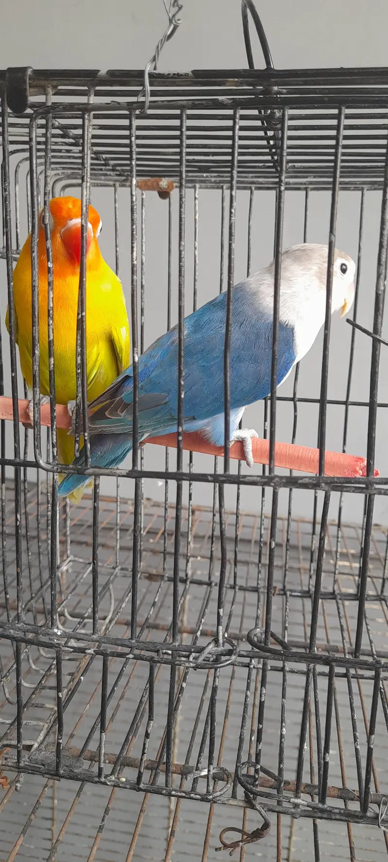 love birds — photo 8