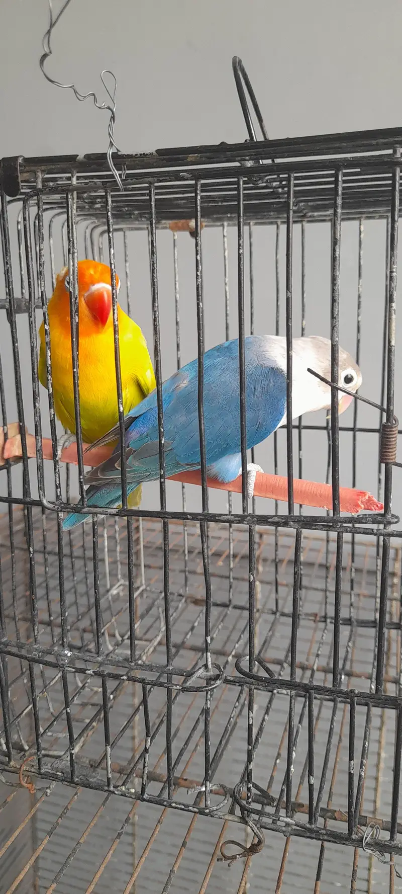 love birds — photo 9