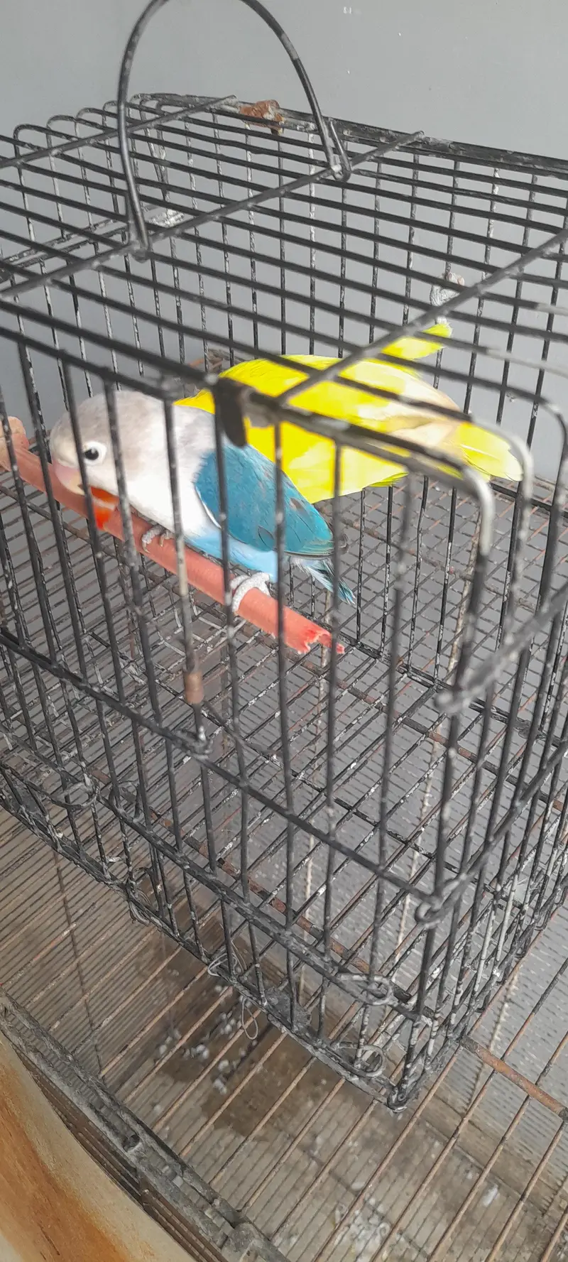 love birds — photo 10