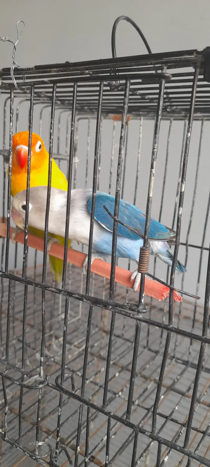 love birds — photo 11