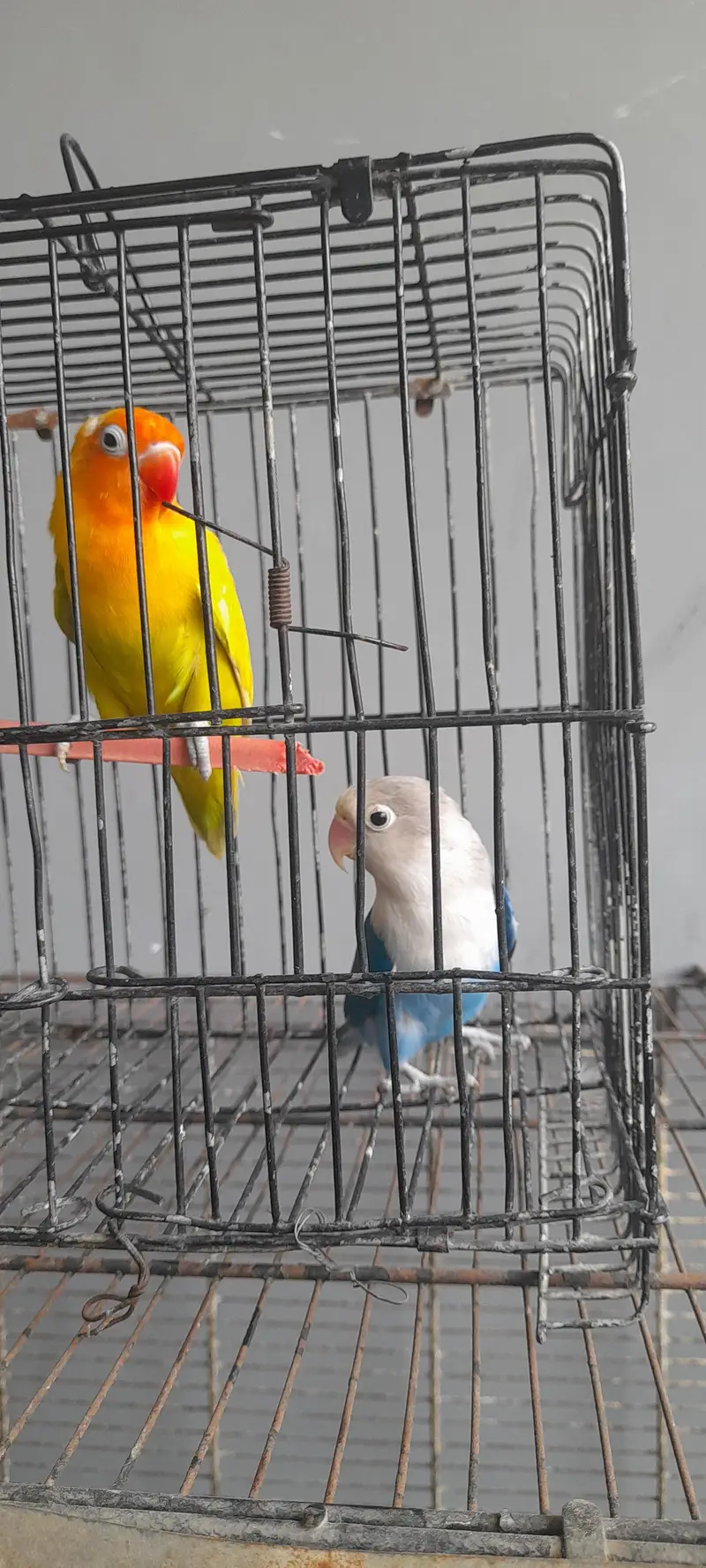 love birds — photo 12