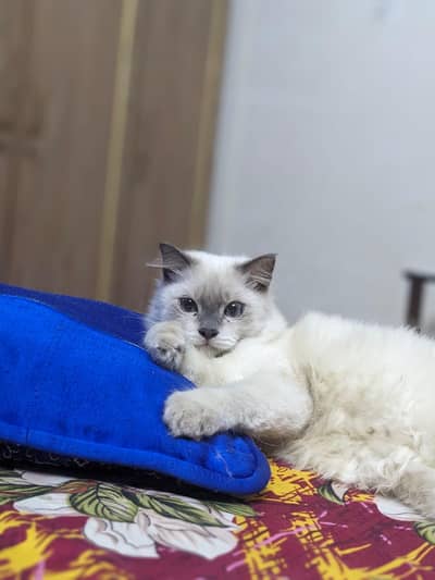 Persian pair cat