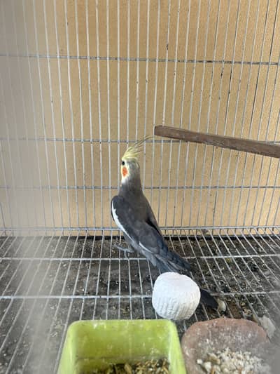 cocktail male