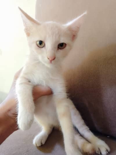 Cute kittens pair for sale read description