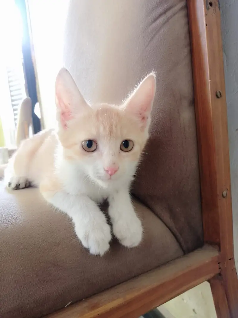 Cute kittens pair for sale read description — photo 2