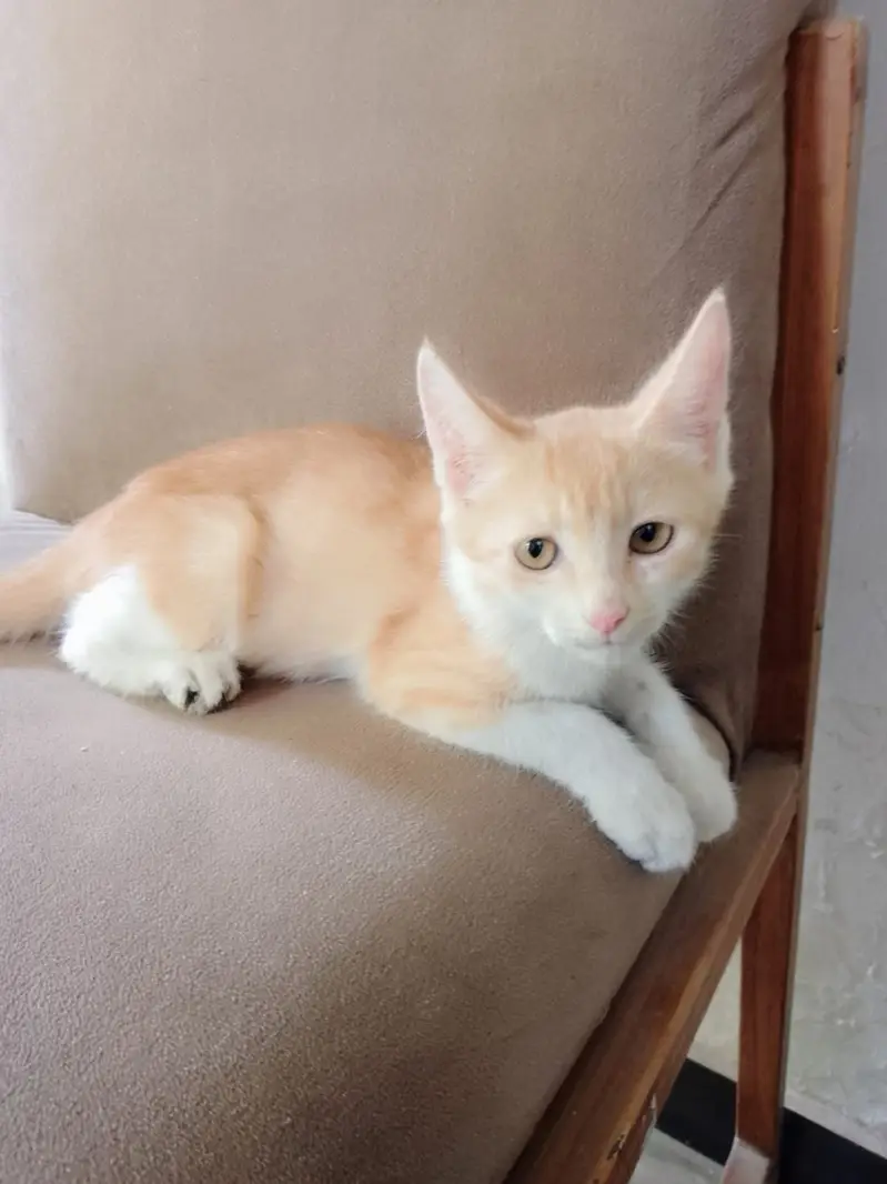 Cute kittens pair for sale read description — photo 3