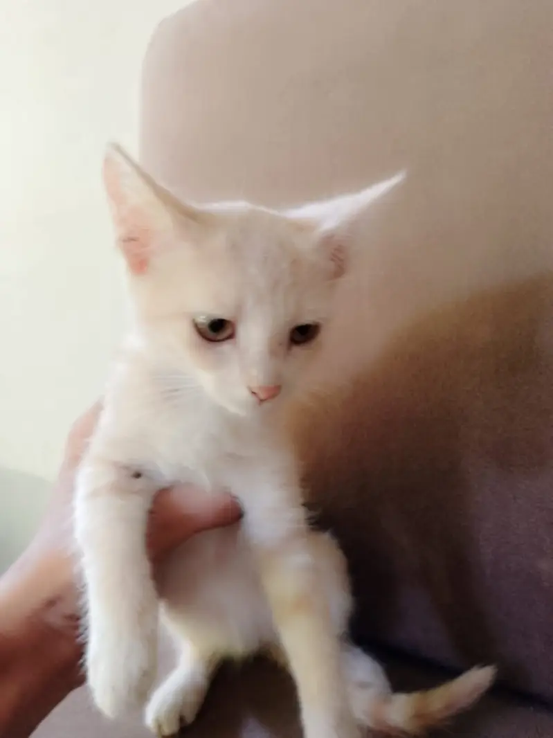 Cute kittens pair for sale read description — photo 4