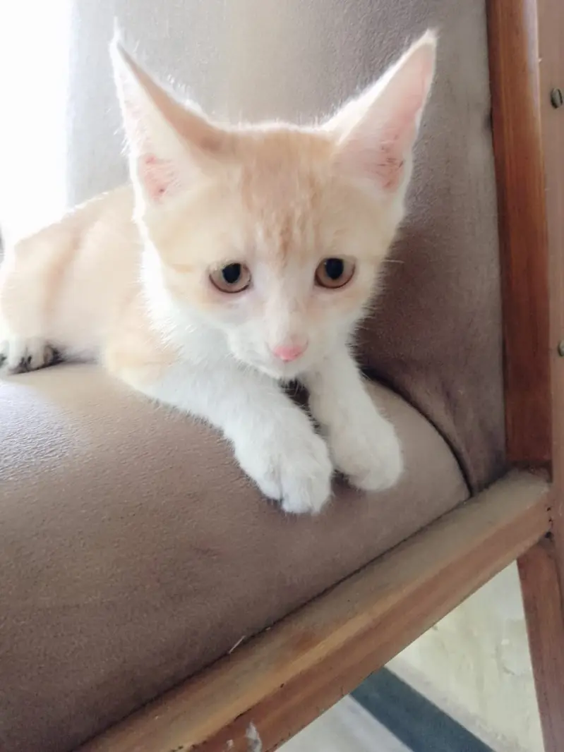 Cute kittens pair for sale read description — photo 5