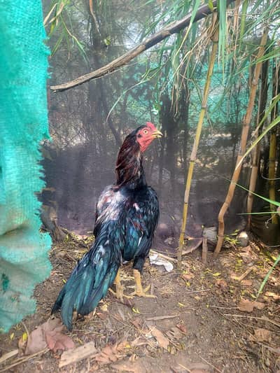 Muskha aseel for sale 03320332553