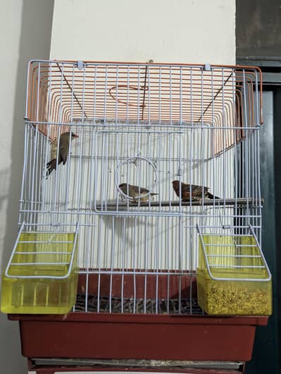finches