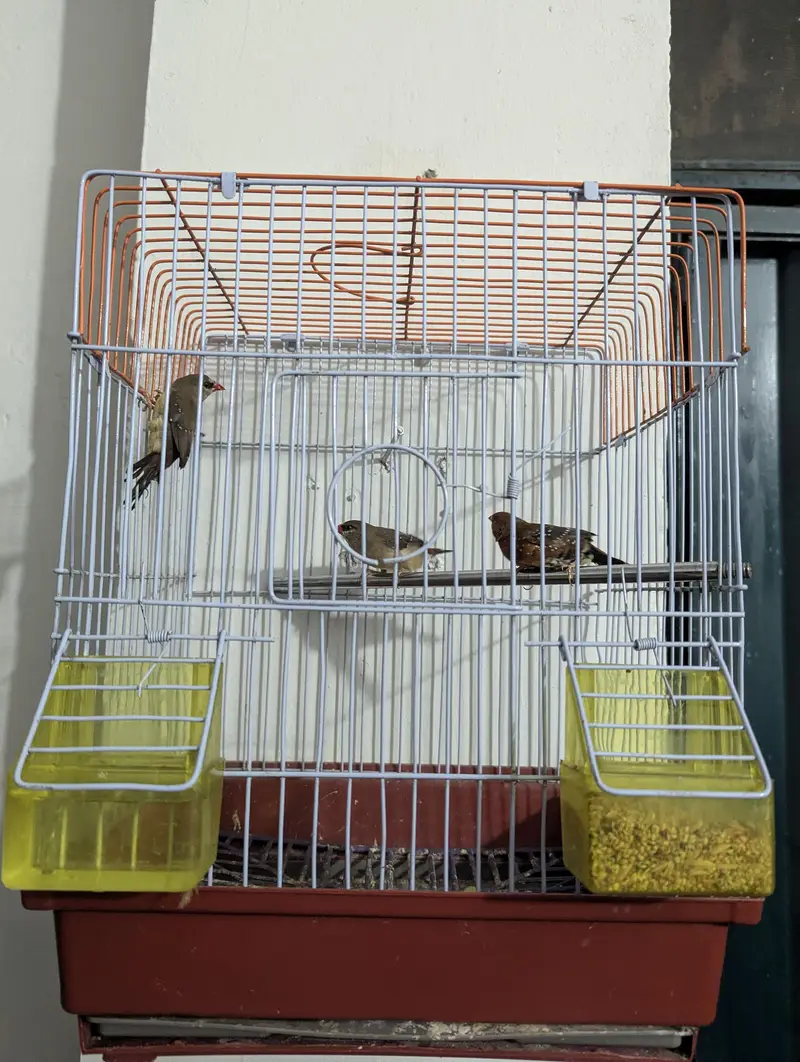 finches