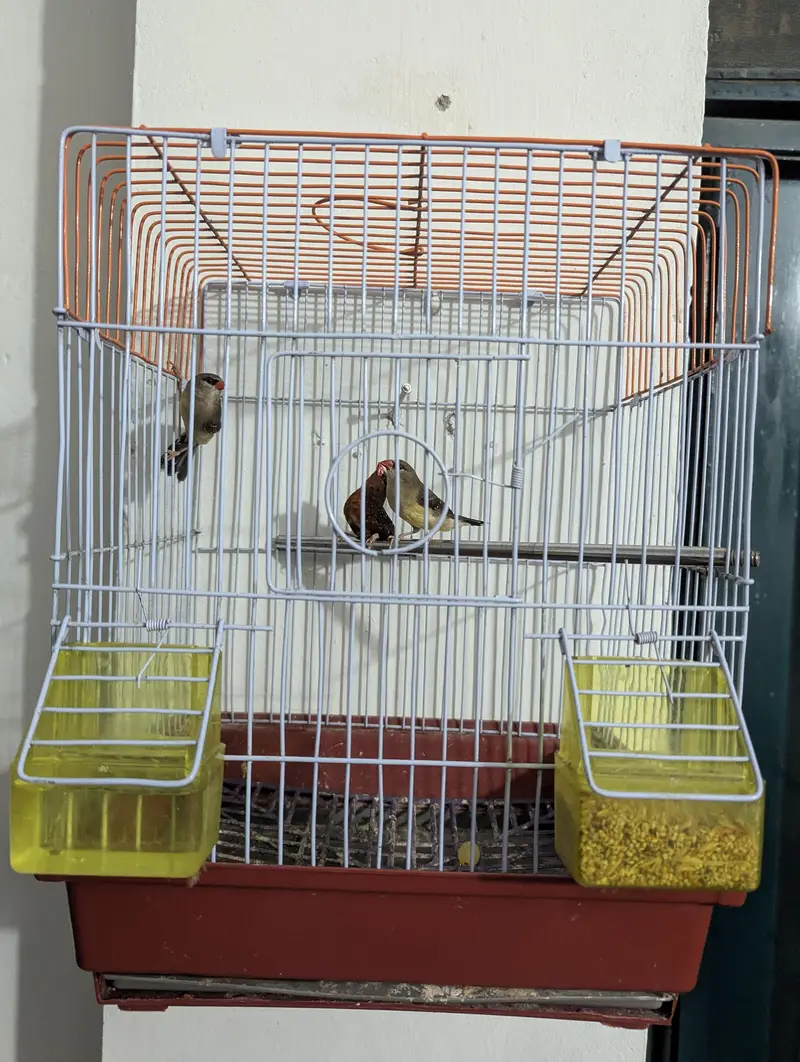 finches — photo 2