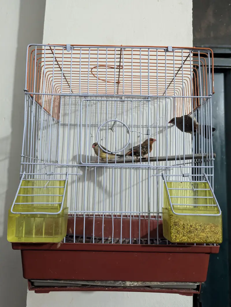 finches — photo 3