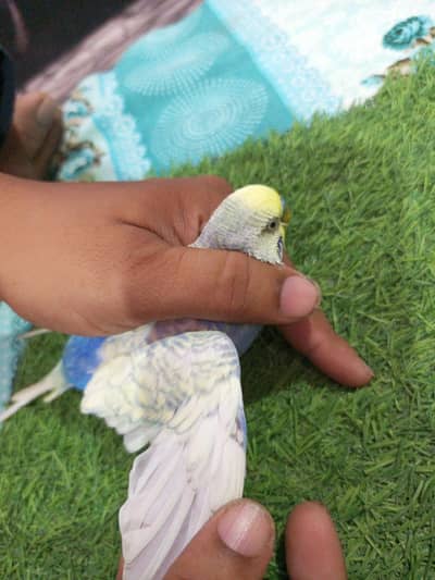 rainbow budgie