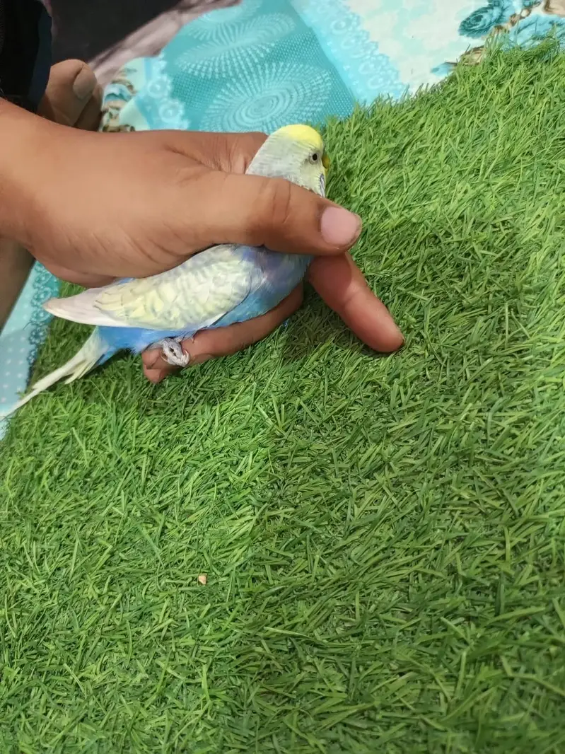 rainbow budgie — photo 3