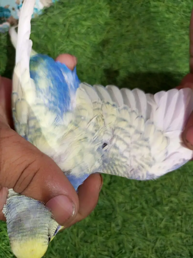 rainbow budgie — photo 4