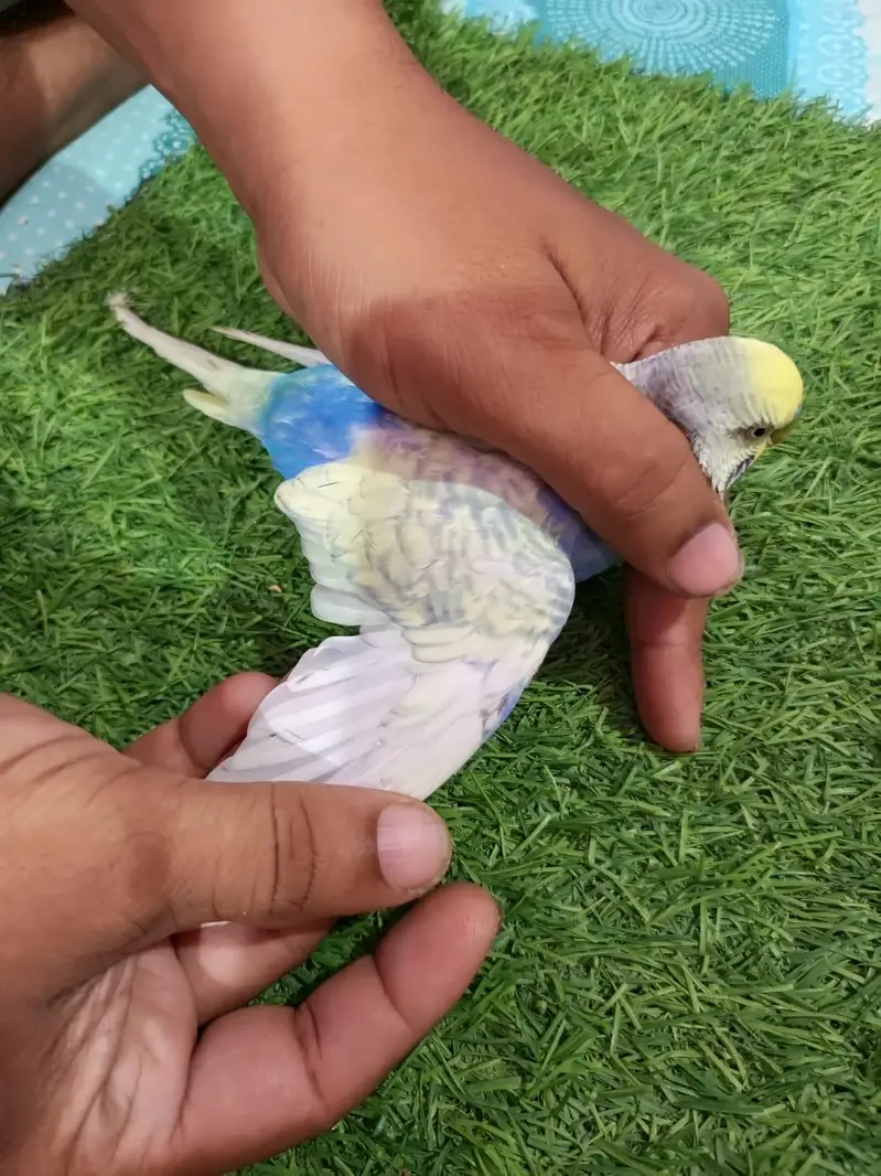 rainbow budgie — photo 5