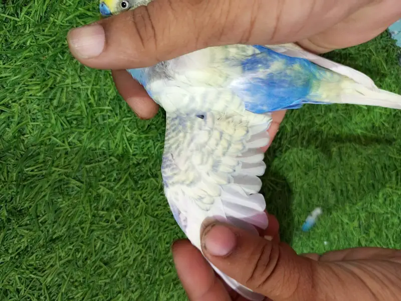 rainbow budgie — photo 6