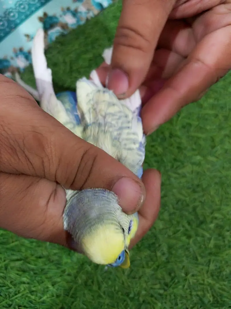 rainbow budgie — photo 8