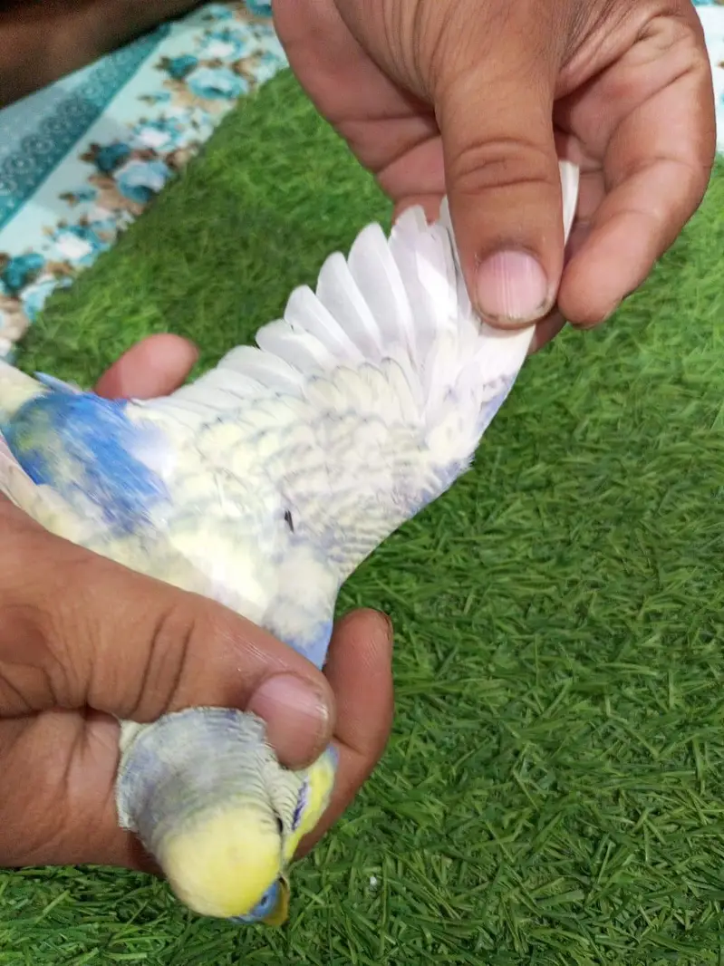 rainbow budgie — photo 9