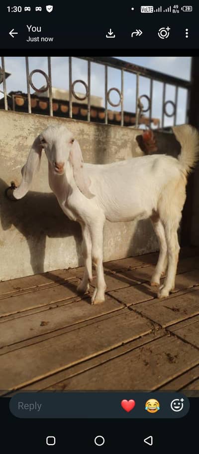I am selling female pat 2.5 month age