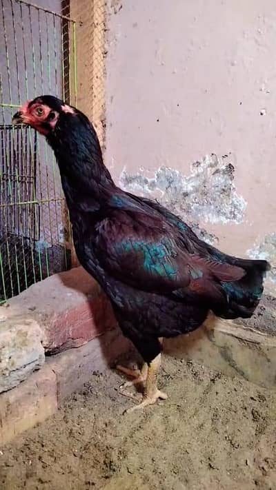 Mushki madi 03015622374