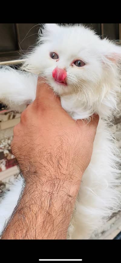 5 Persian cat kitten's white & Gray Clr very Beautiful and Active