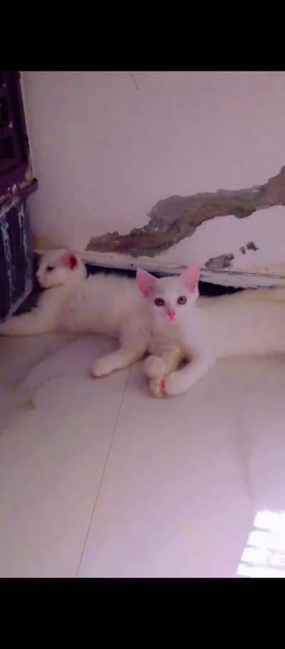 1 Mother cat + 2 kitten total 3 cats