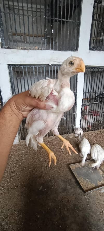 Indian parrot beak long tail top quality chicks
