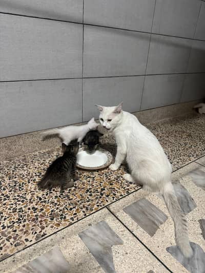Persian kittens