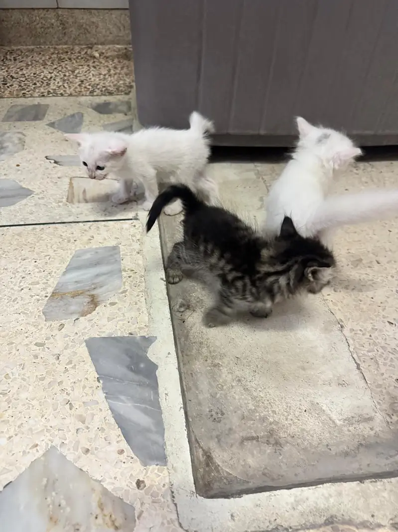 Persian kittens — photo 2