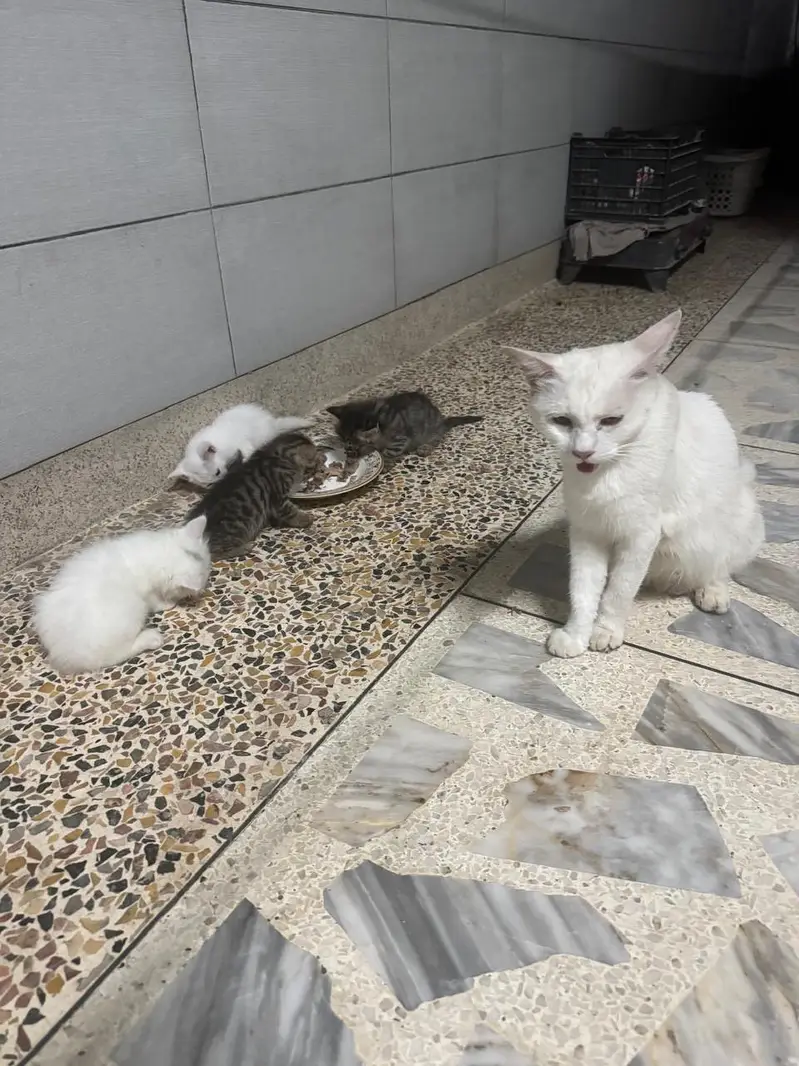 Persian kittens — photo 3