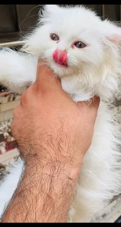 5 Persian cat kitten's white & Gray Clr very Beautiful and Active