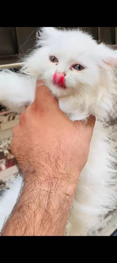 5 Persian cat kitten's white & Gray Clr very Beautiful and Active