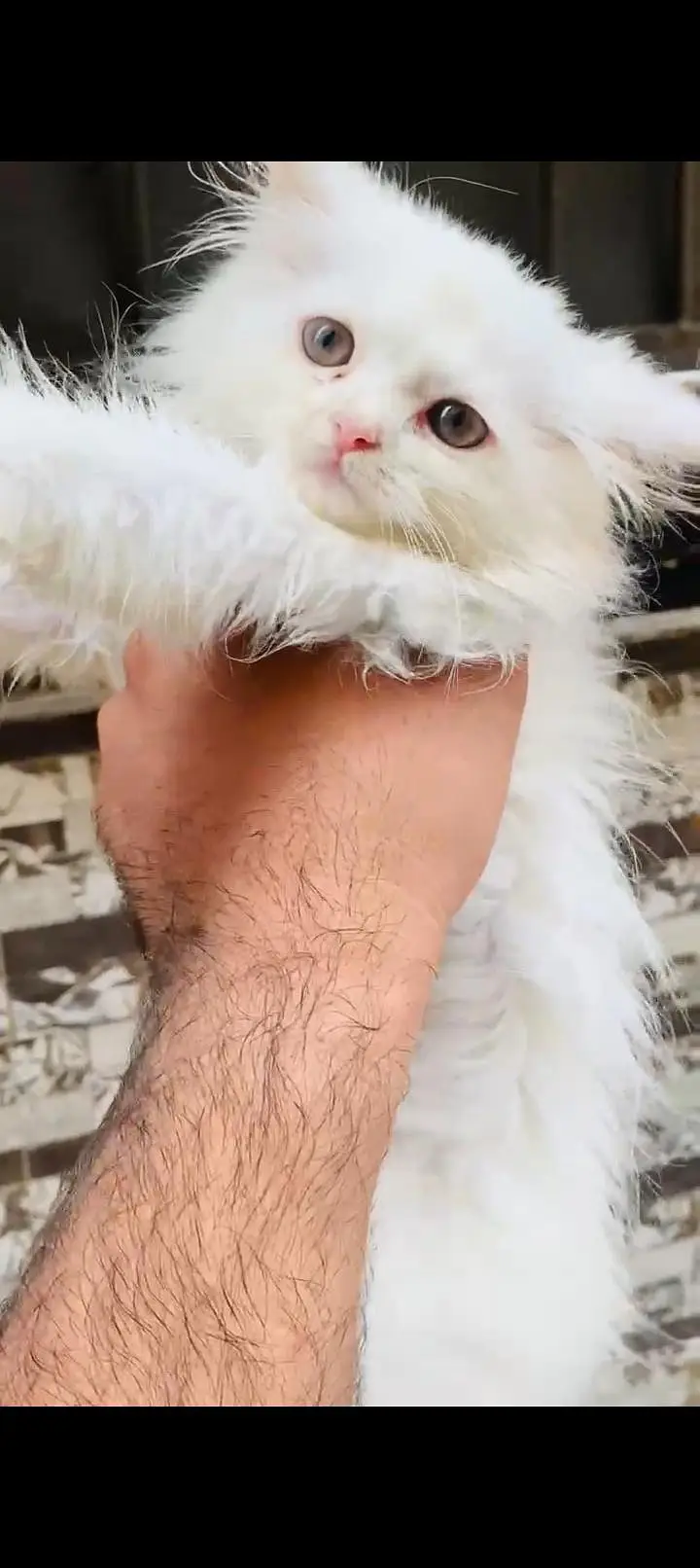 5 Persian cat kitten's white & Gray Clr very Beautiful and Active — photo 2
