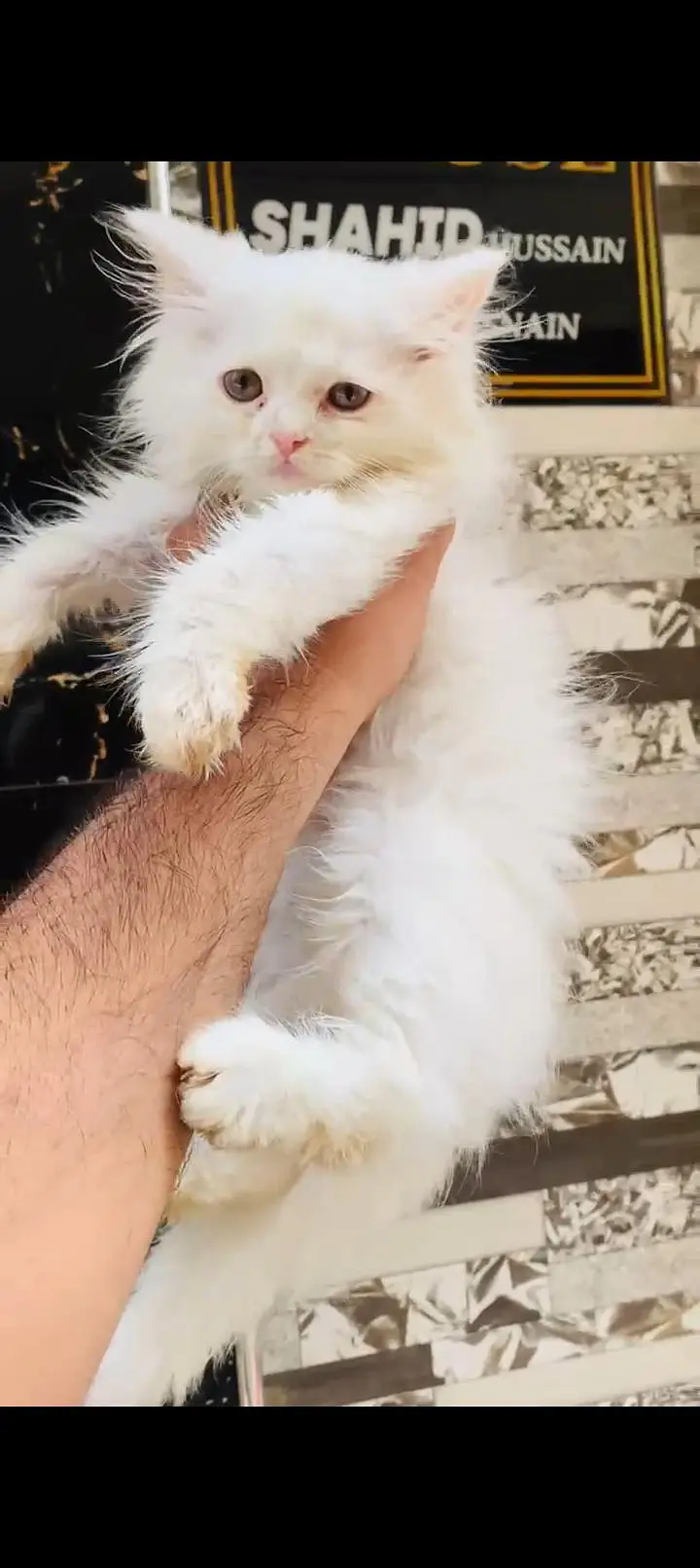 5 Persian cat kitten's white & Gray Clr very Beautiful and Active — photo 3
