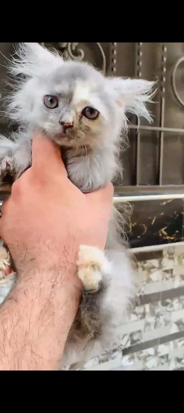 5 Persian cat kitten's white & Gray Clr very Beautiful and Active — photo 4