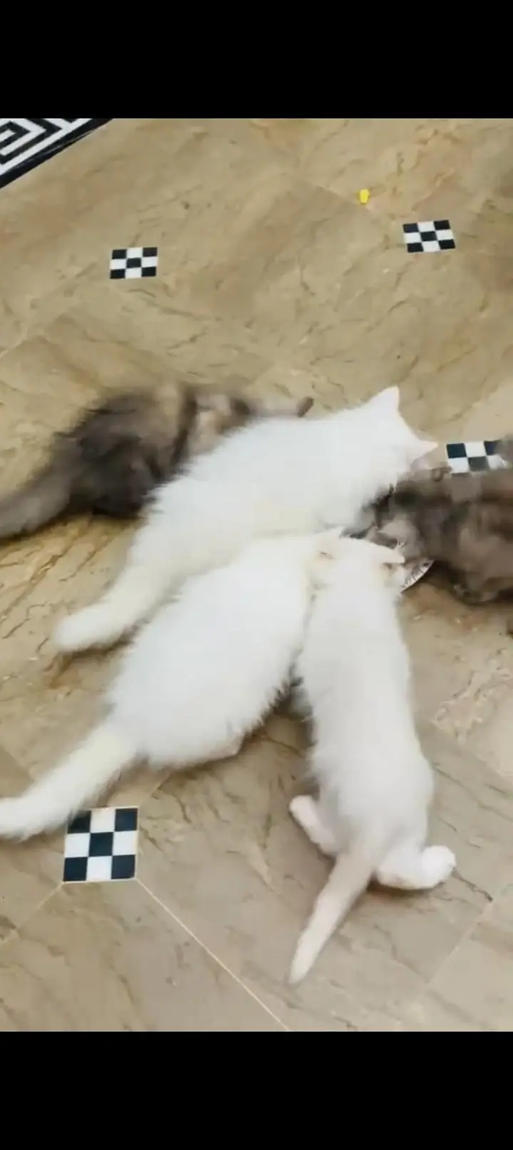 5 Persian cat kitten's white & Gray Clr very Beautiful and Active — photo 5