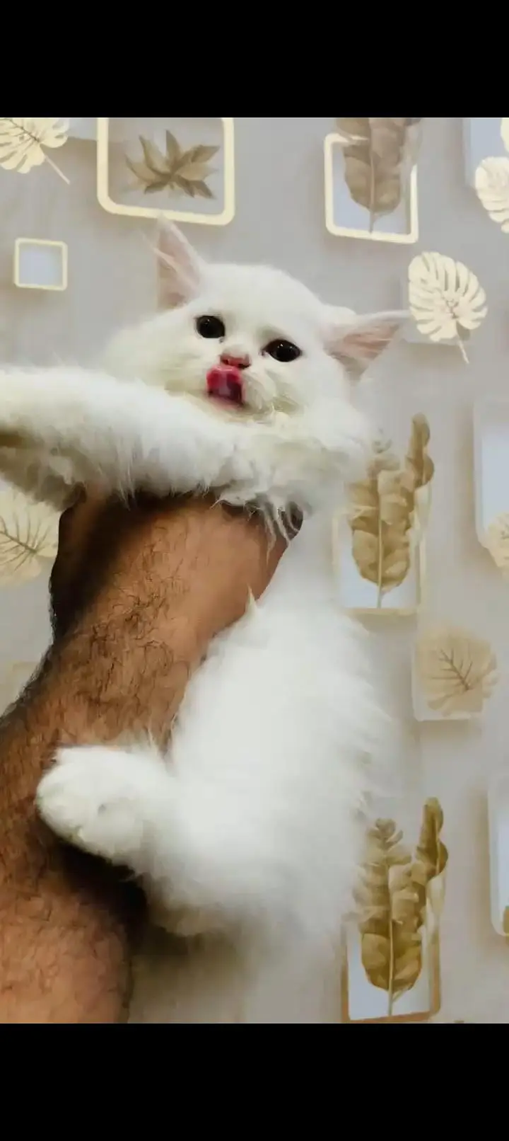 5 Persian cat kitten's white & Gray Clr very Beautiful and Active — photo 6