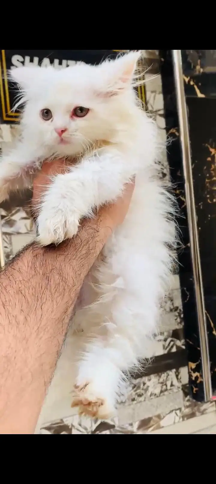 5 Persian cat kitten's white & Gray Clr very Beautiful and Active — photo 7