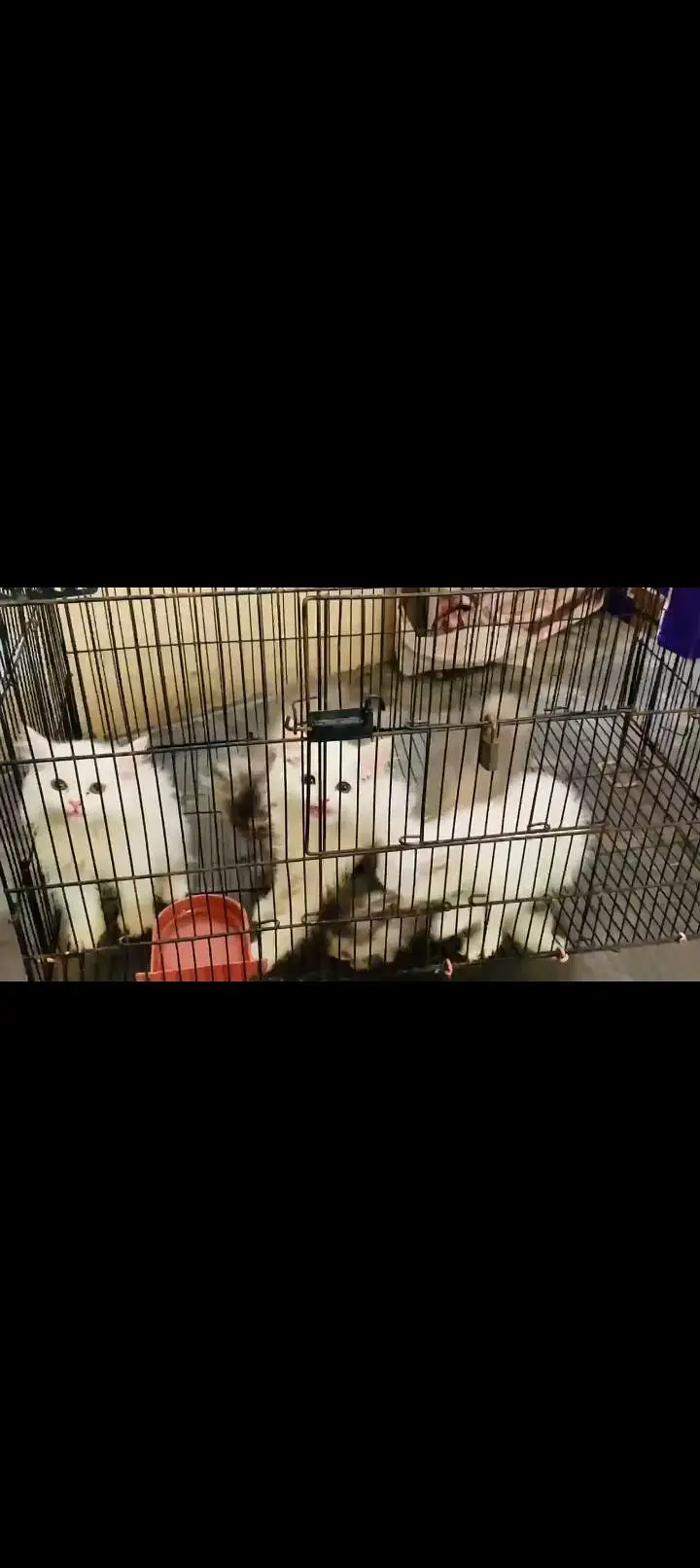 5 Persian cat kitten's white & Gray Clr very Beautiful and Active — photo 8