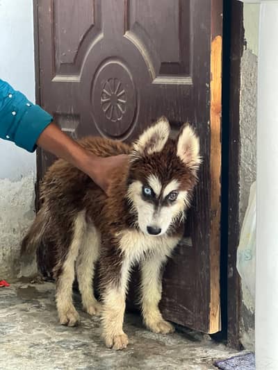 Good quality Pair Black and White