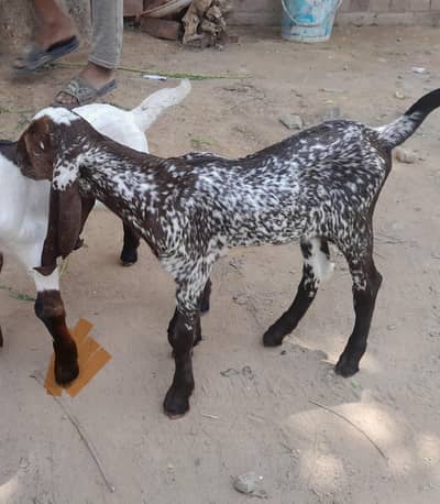 makhi cheni path pure desi quality breed