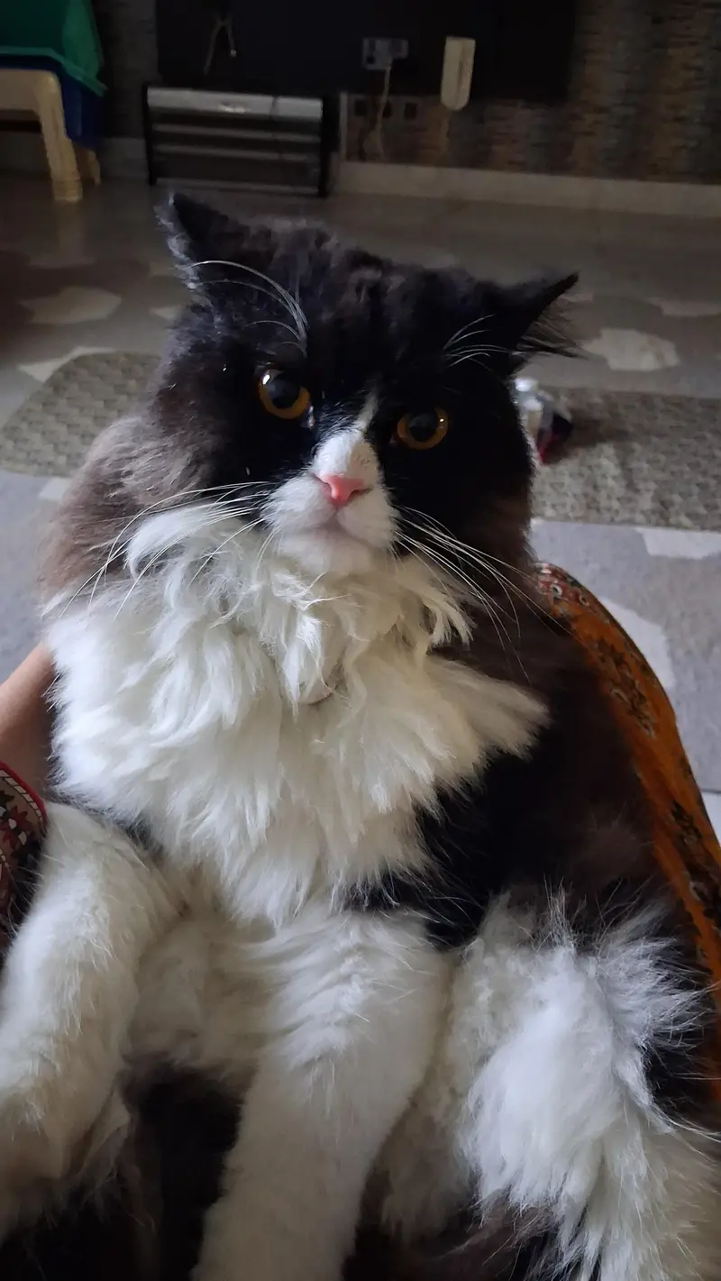 want to sell him — photo 3